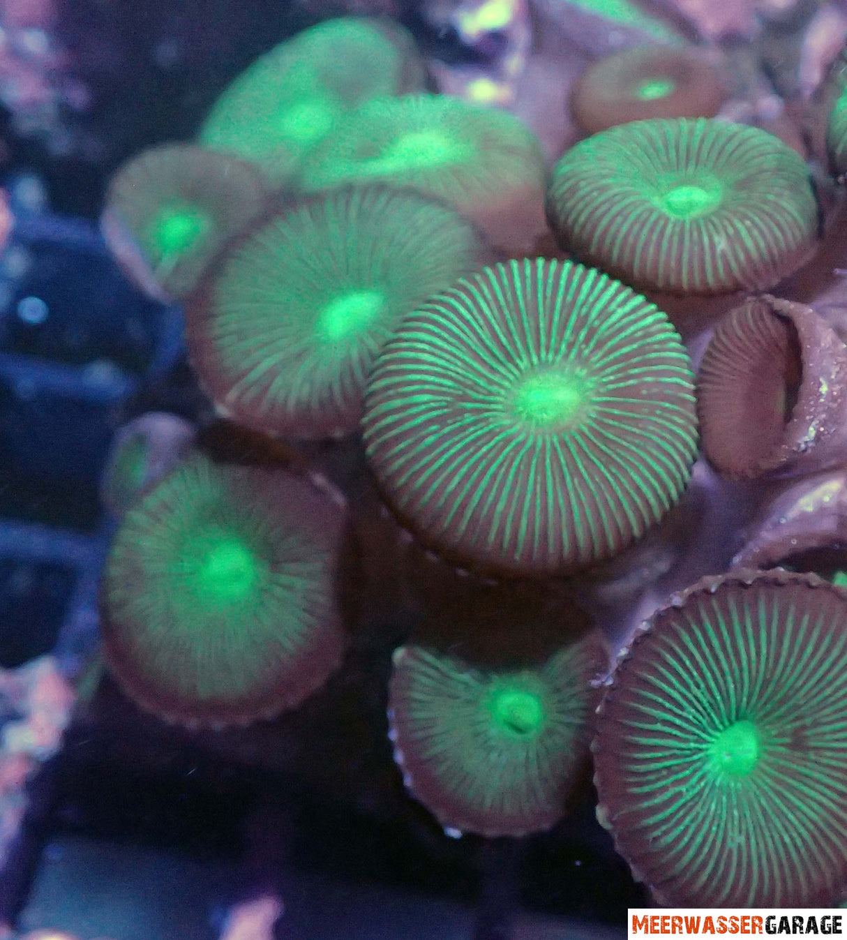 Palythoa sp.