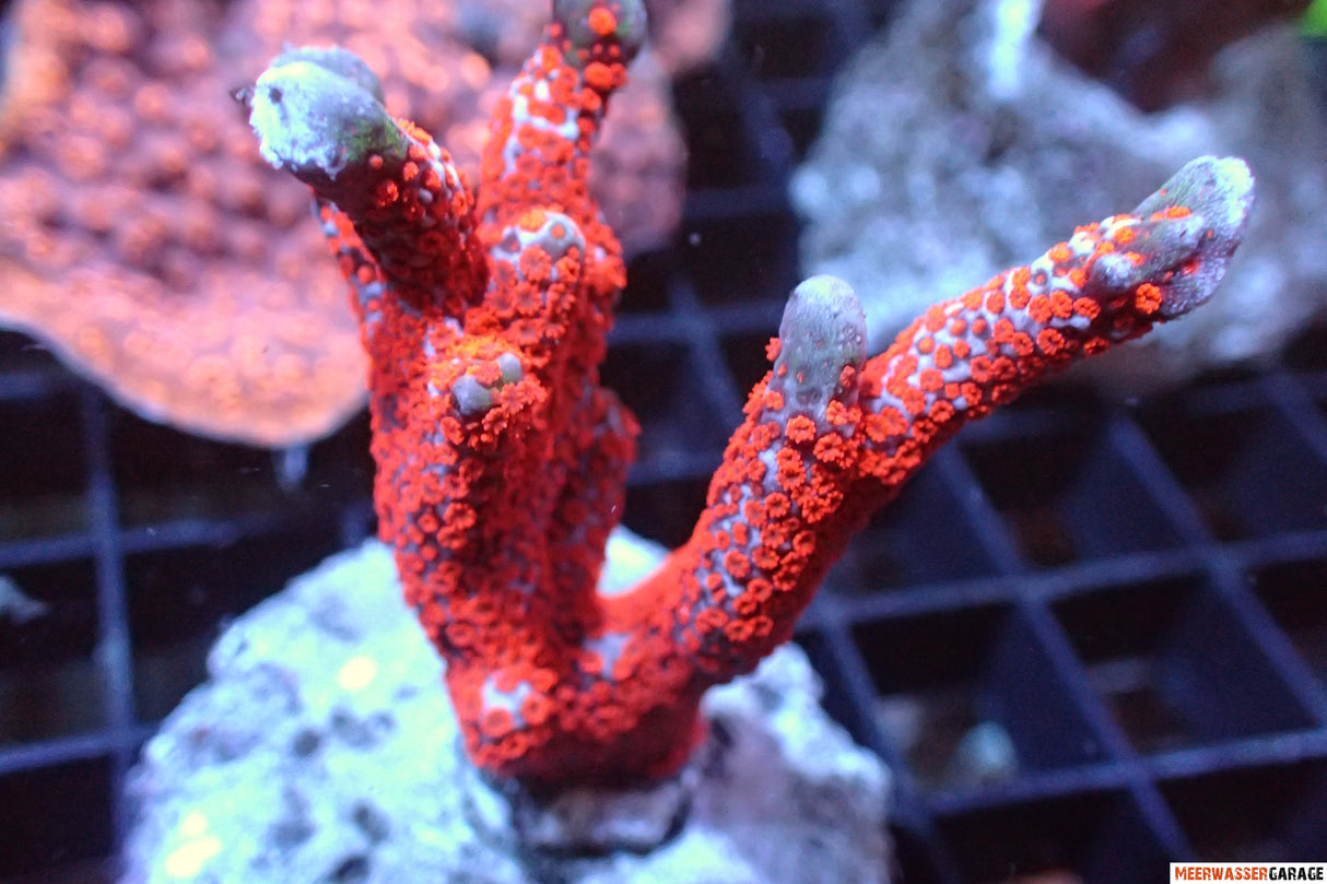 Montipora Samarensis