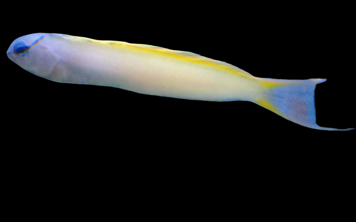 Säbelzahnschleimfisch - Meiacanthus atrodorsalis
