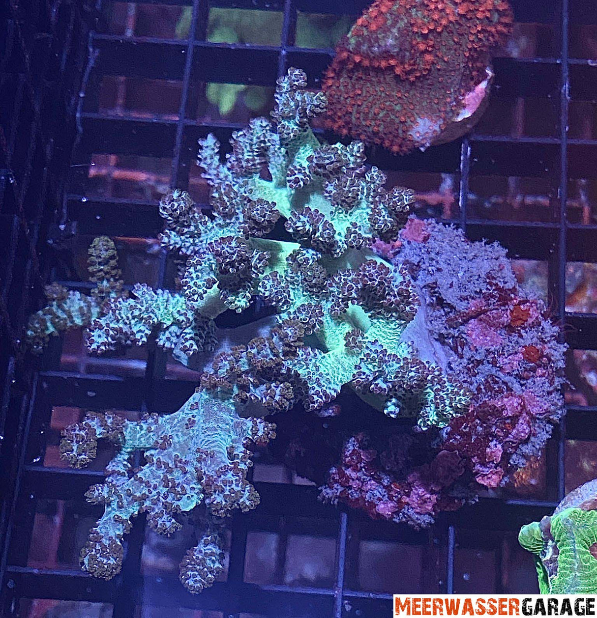 Albero verde del Kenya - Capnella Imbricata