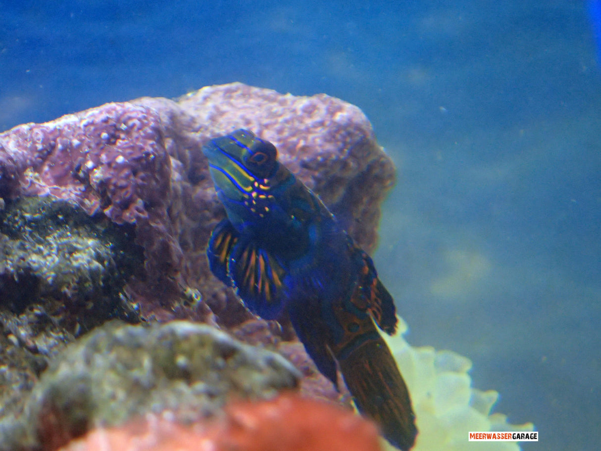 Synchiropus splendidus - Poisson-lyre mandarin