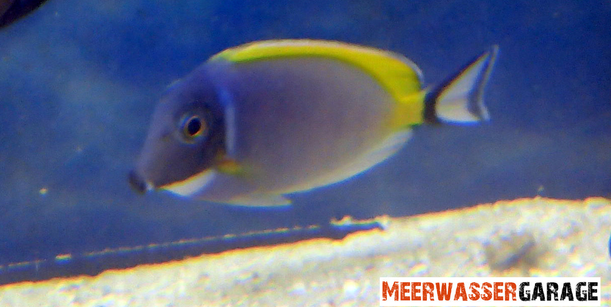 Acanthurus leucosternon - Weißkehldoktor