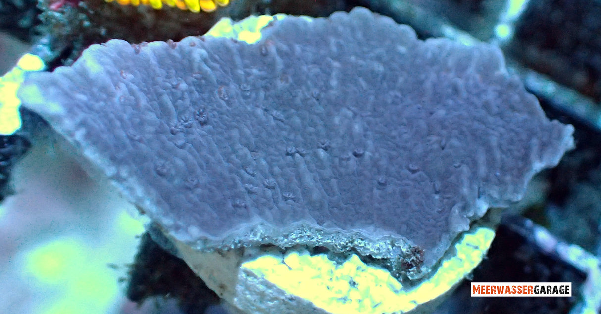 Montipora viola