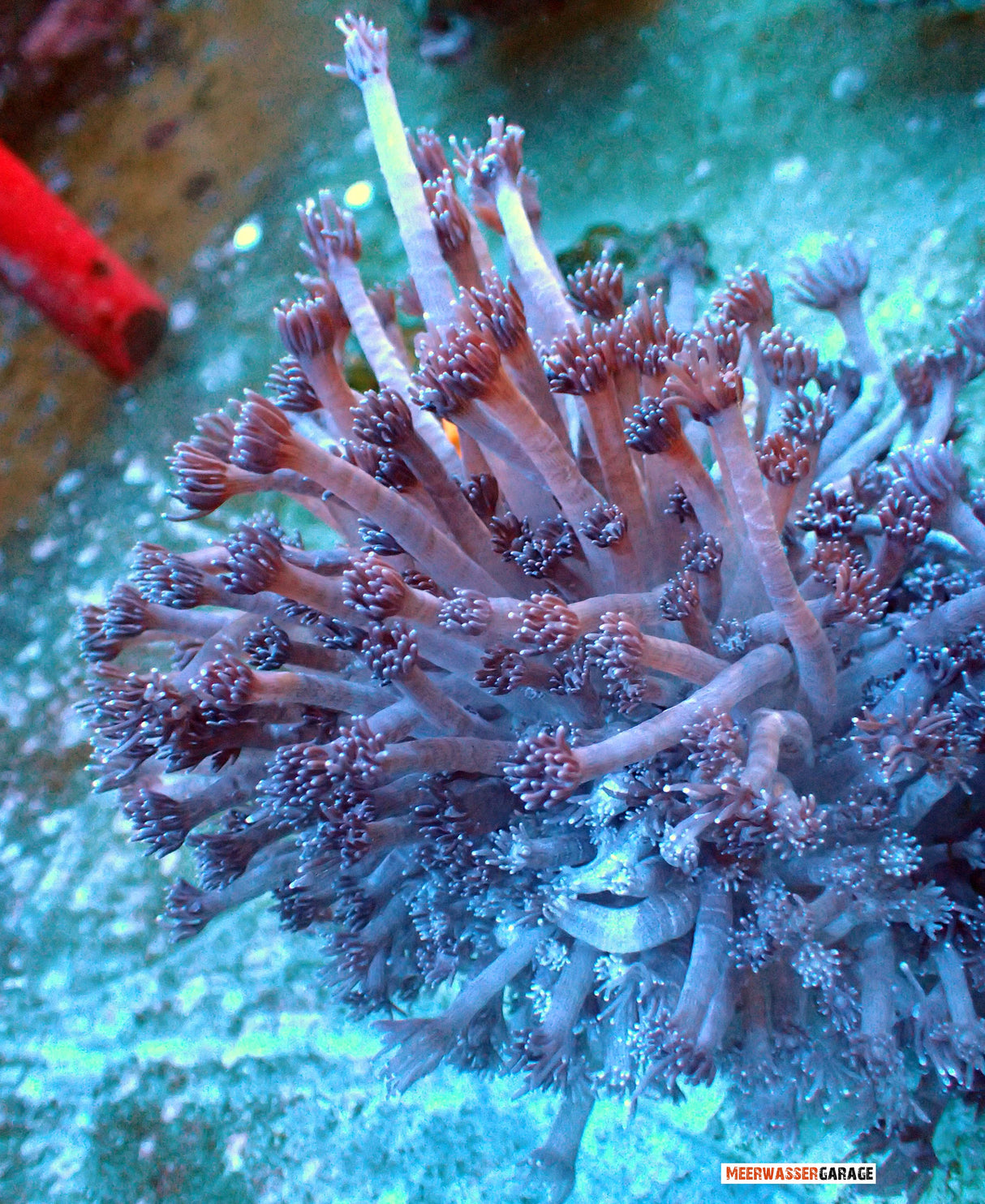 Goniopora blu