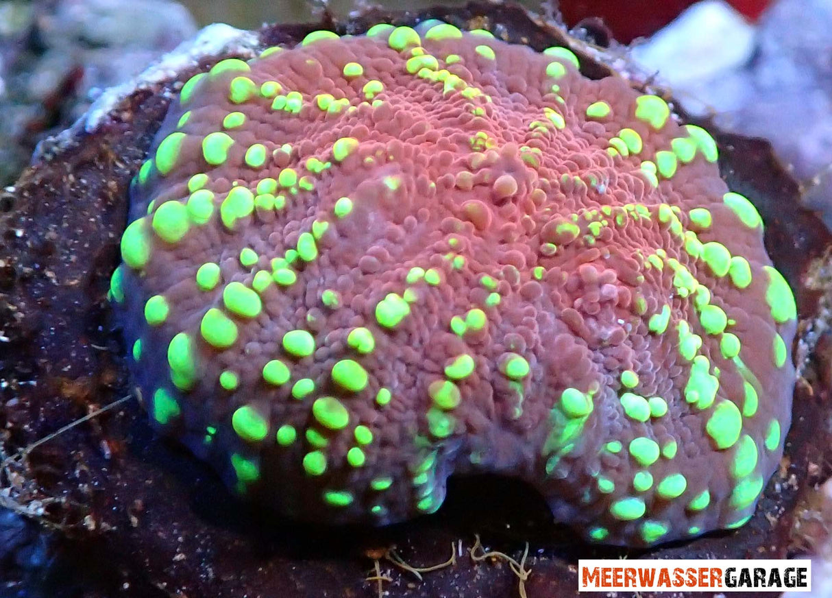 Echinophyllia - Calice Goldmeister