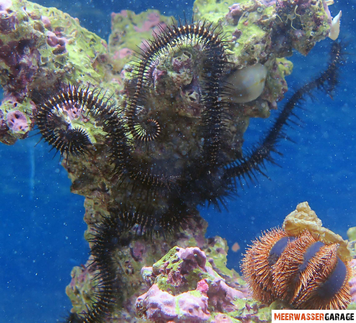 Ophiocoma sp - Étoile fragile noire