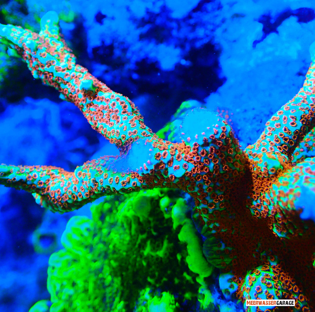 Montipora Forest Fire