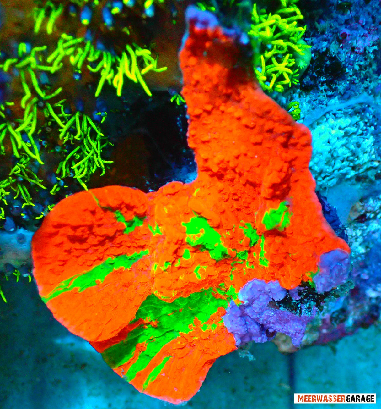 Montipora innestata
