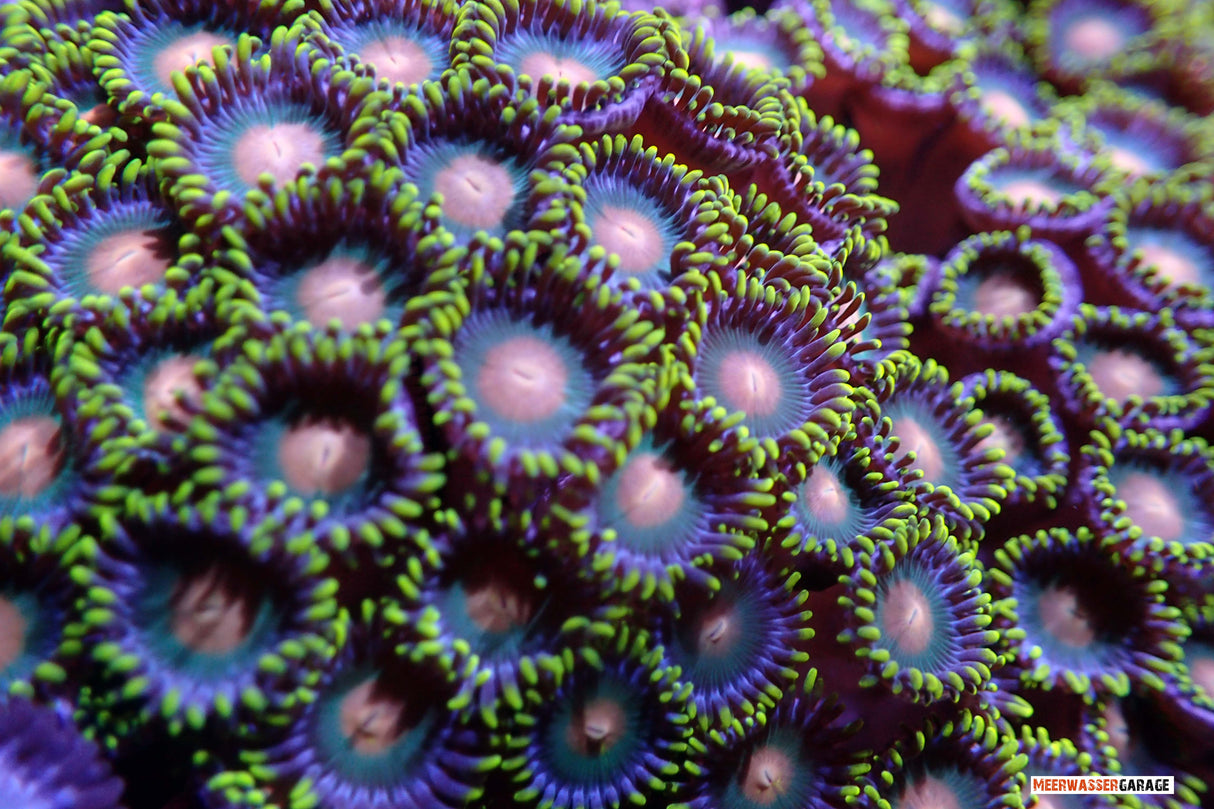 Mamelons de gorille de Zoanthus