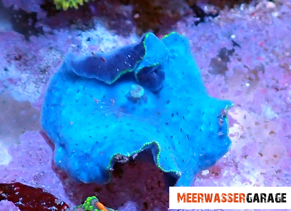 Discosoma anemone a disco blu con bordo verde