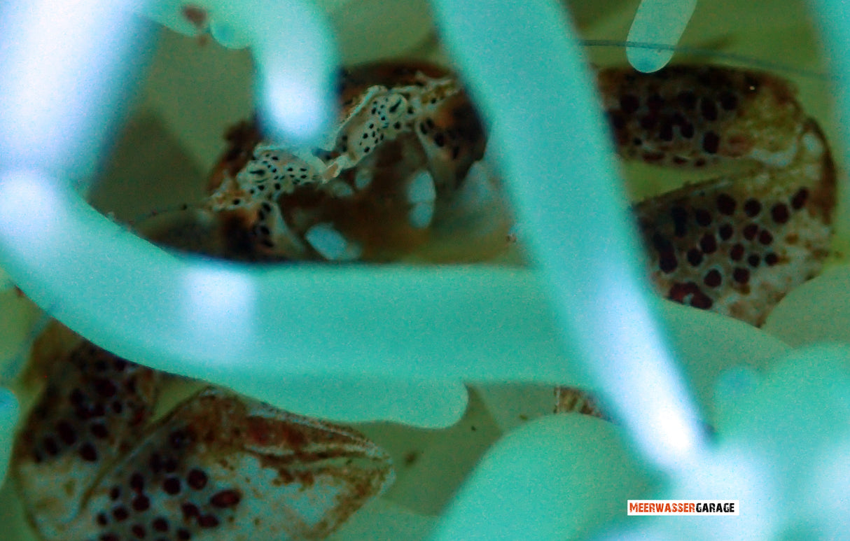 Neopetrolisthes sp. Anemonenkrabbe/Porzellankrebs