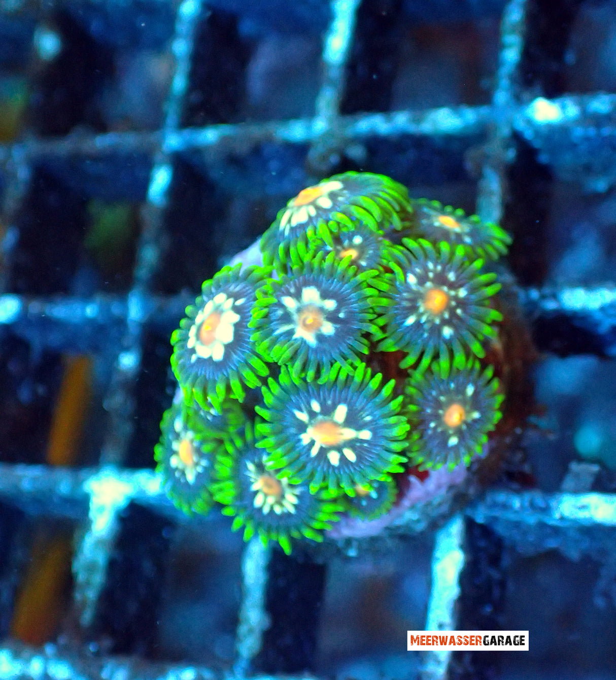 Zoanthus Stargazers 2Polypes