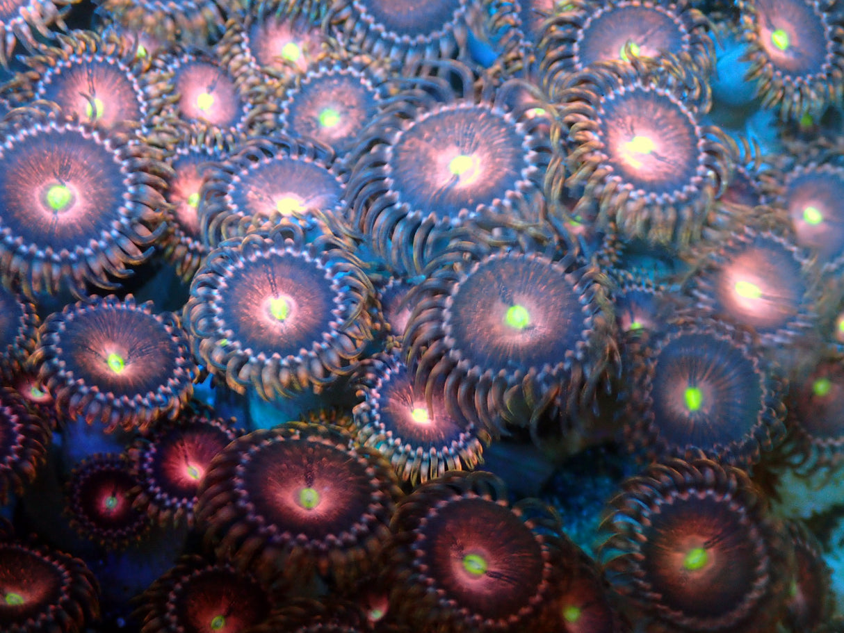 Explosion extraterrestre de Zoanthus