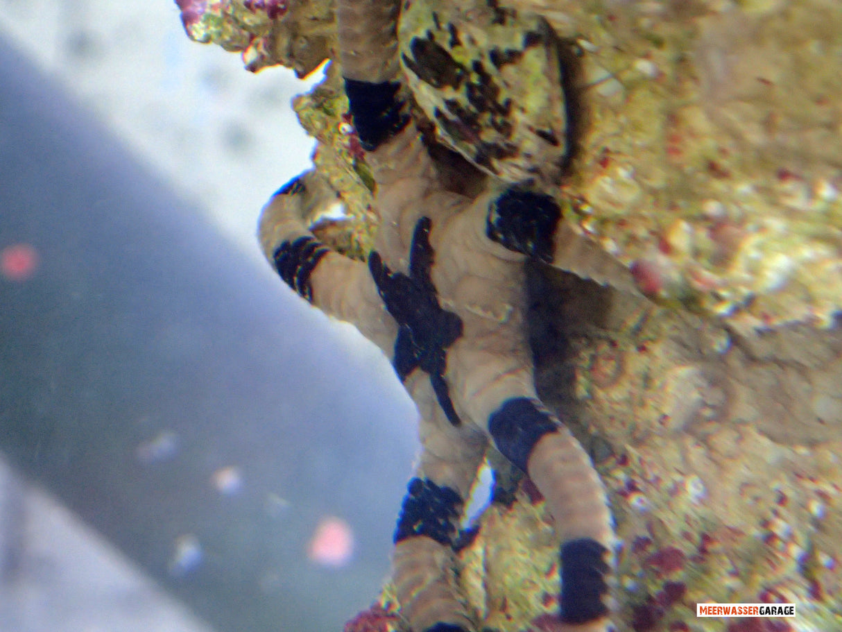 Stella fragile della zebra