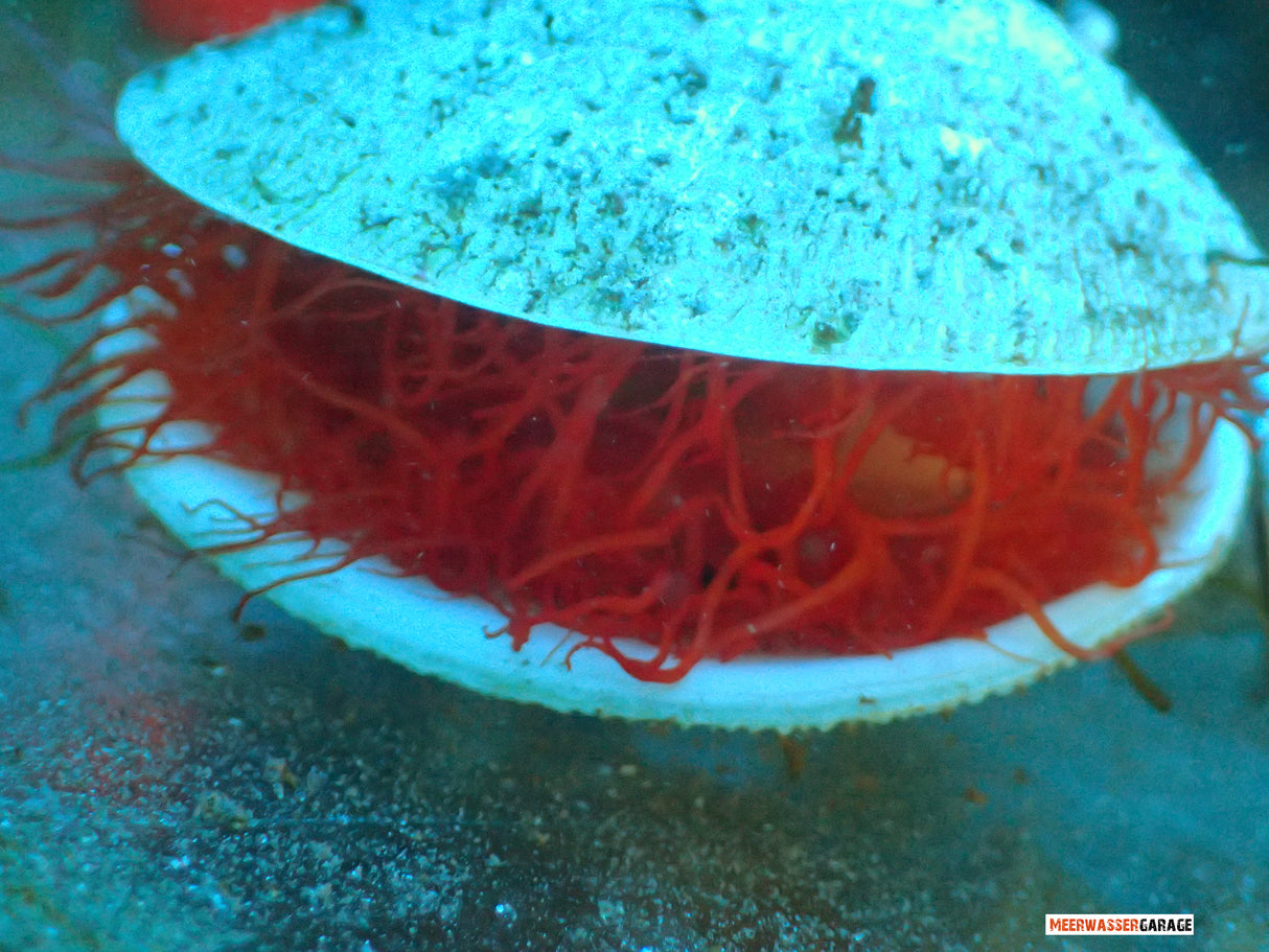 Shell del file rosso