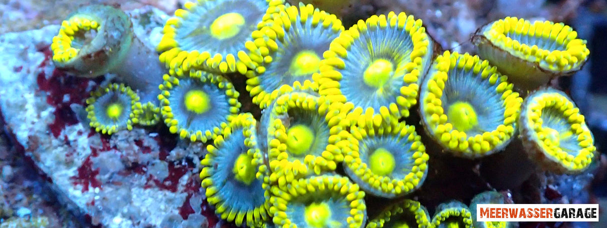 Tarte aux bleuets Zoanthus