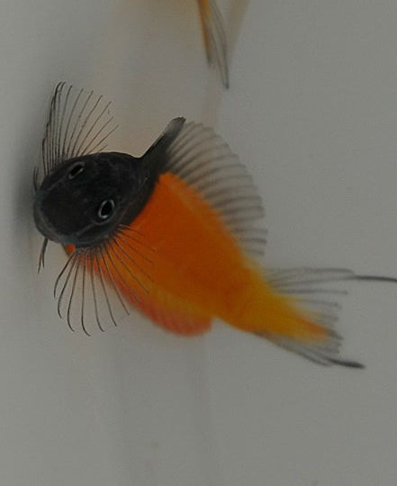 Willkommen bei unseren Blenny & Schleimfischen