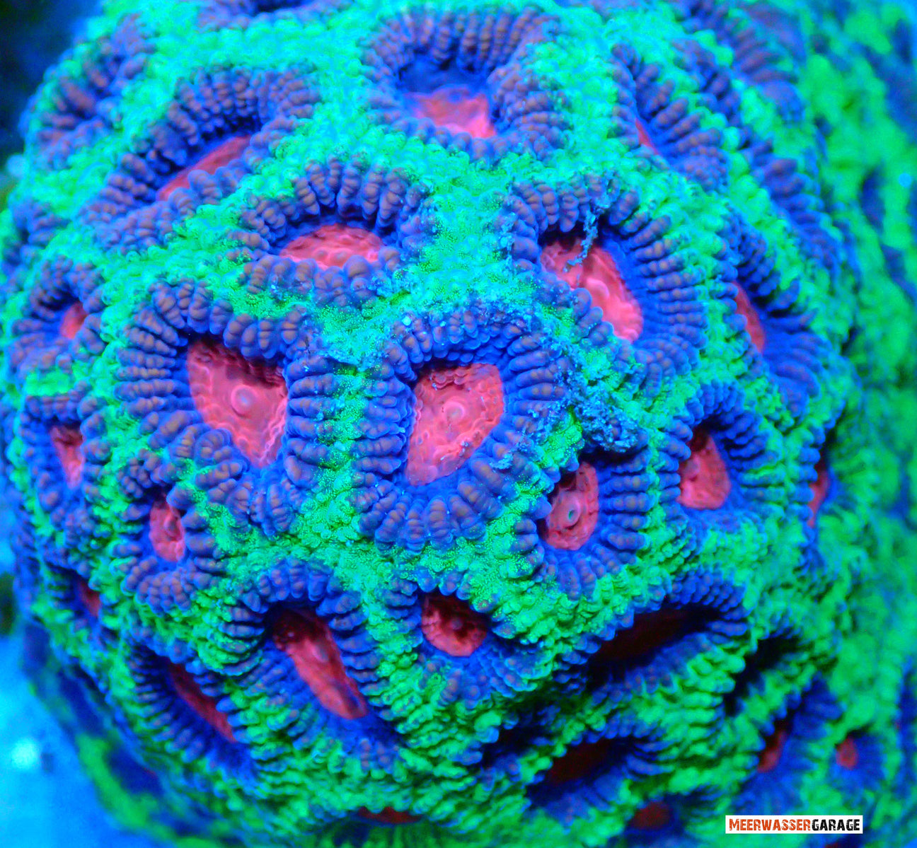 Willkommen bei unseren Favia und Favites