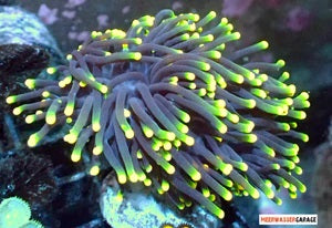 Willkommen bei unseren Euphyllien