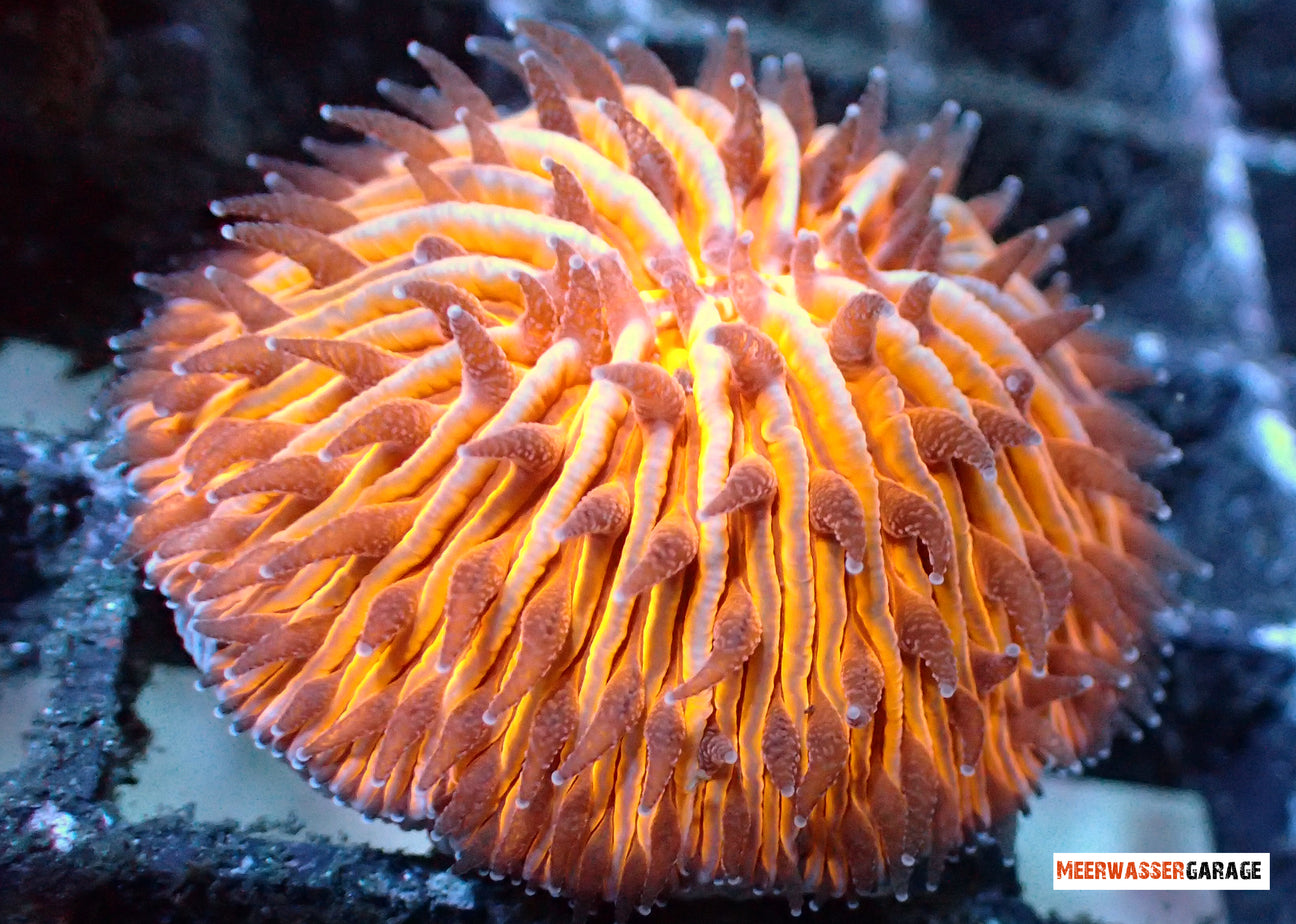 Willkommen bei unseren Funiga