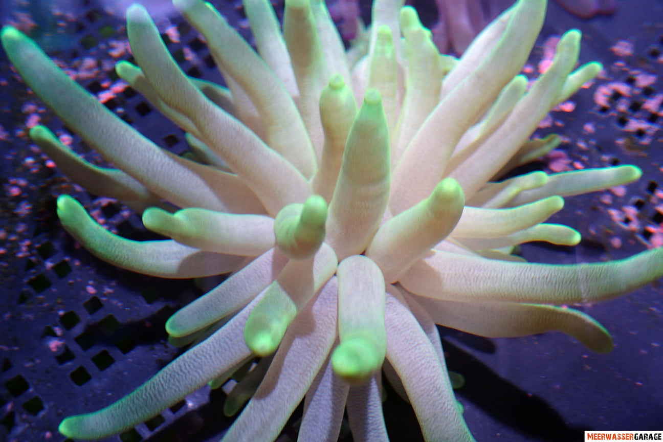 Willkommen bei unseren Anemonen