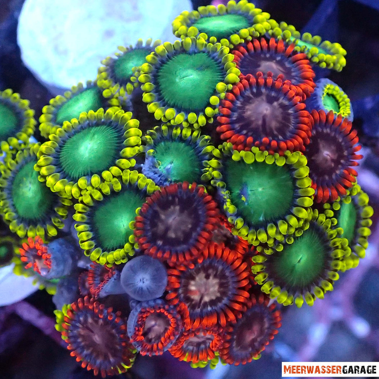 Willkommen bei unseren Krustenanemonen