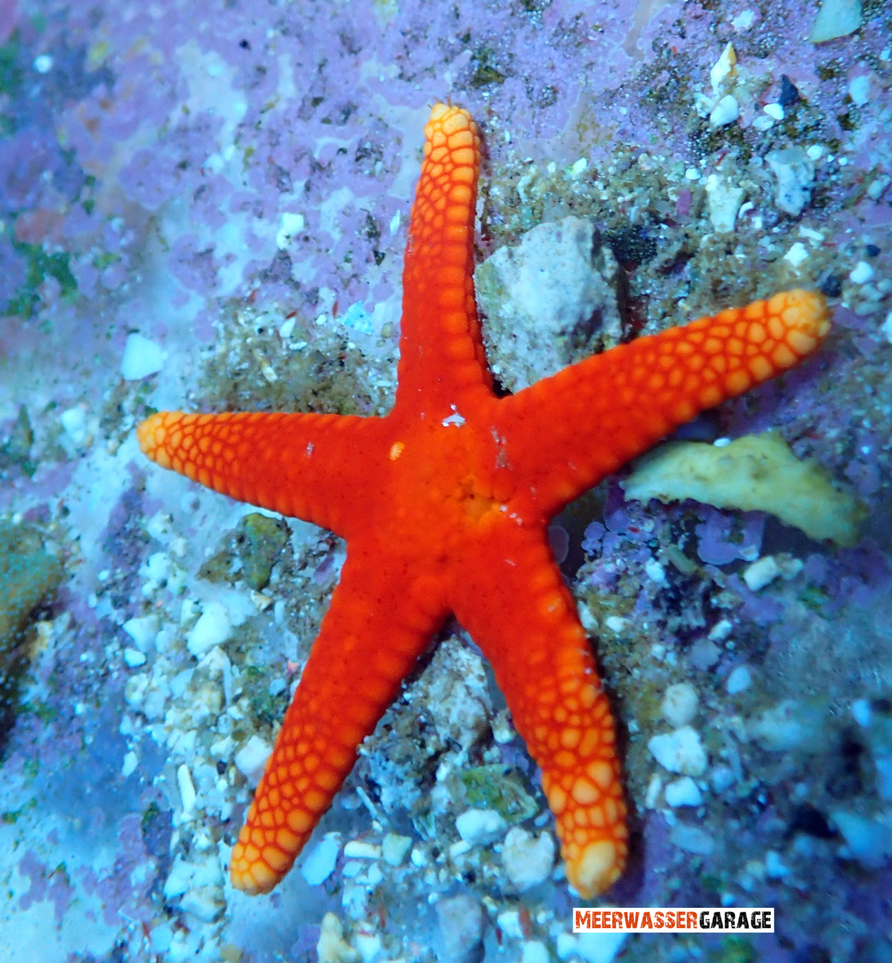 Willkommen bei unseren Seeigeln und Seesternen