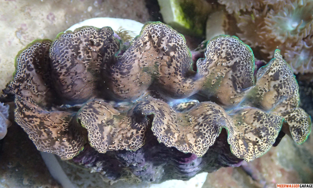 Willkommen bei unseren Muscheln