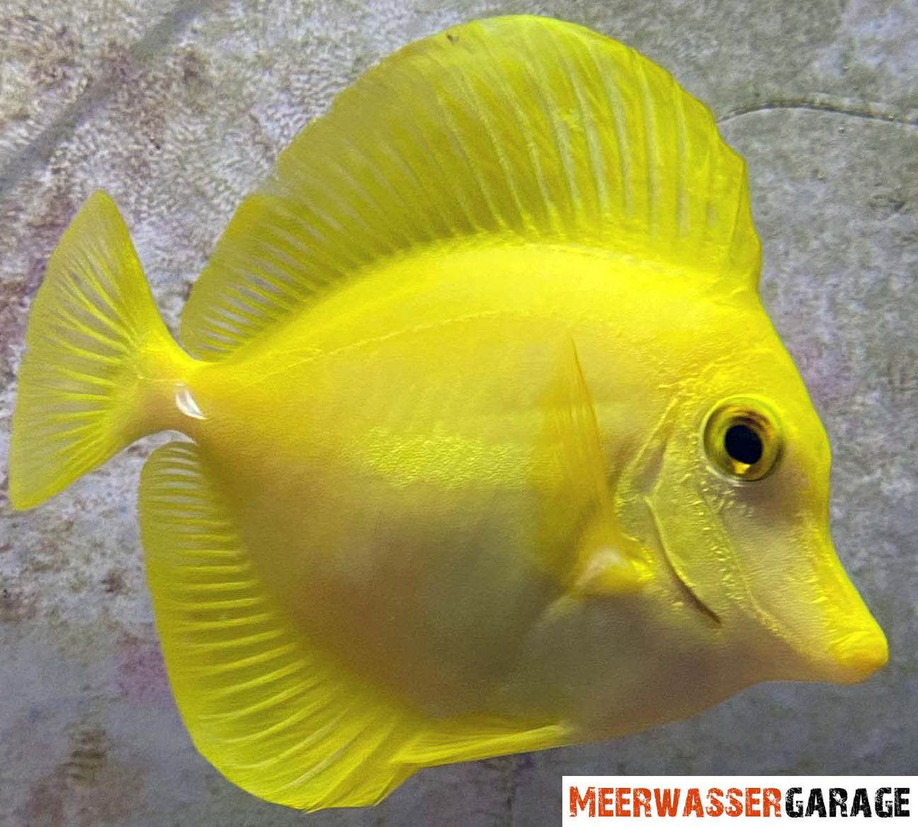Willkommen bei unseren Doktor- und Kaiserfische