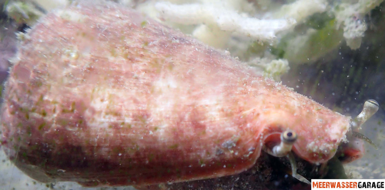 Willkommen bei unseren Wirbellose Tiere