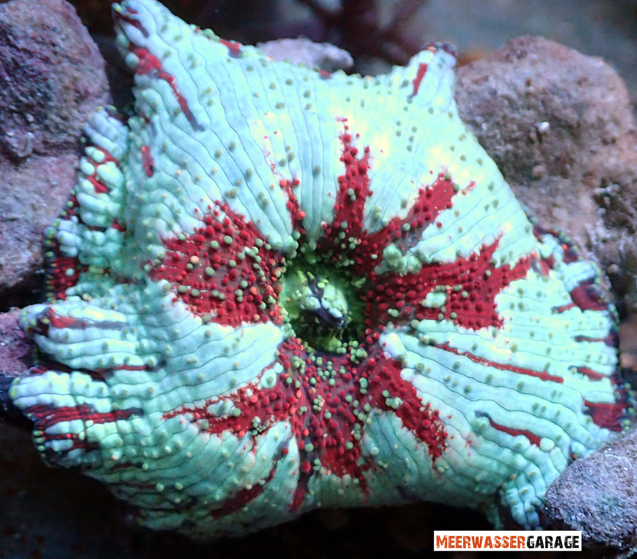 Willkommen bei unseren Scheibenanemonen