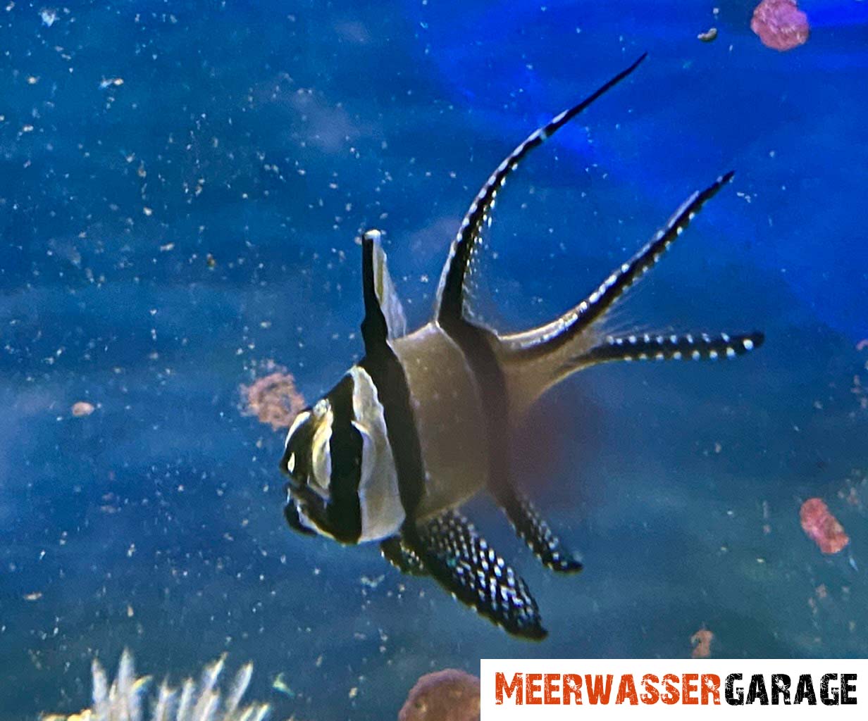 Willkommen bei unseren Barschen