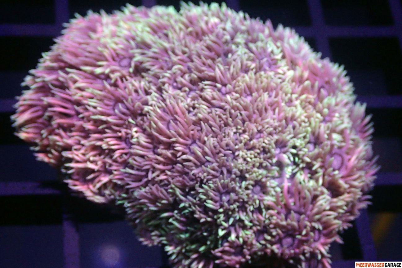 Willkommen bei unseren Gonioporas oder Alveoporas