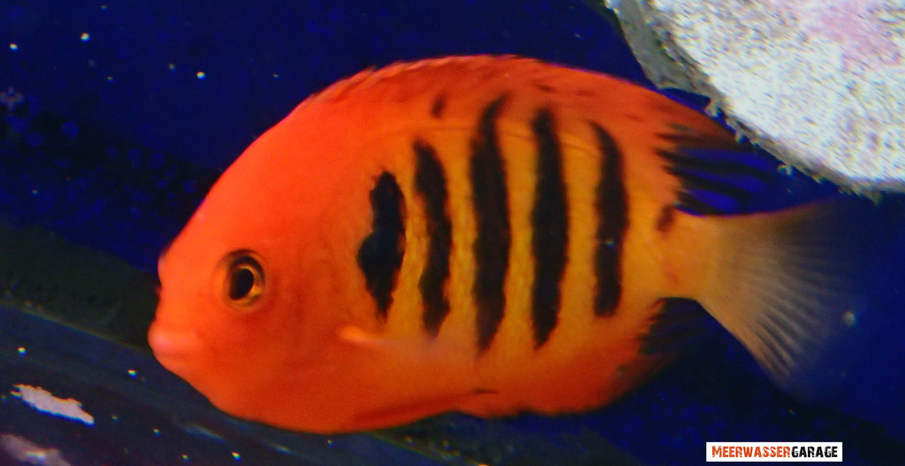 Willkommen bei unseren Meerwasserfischen