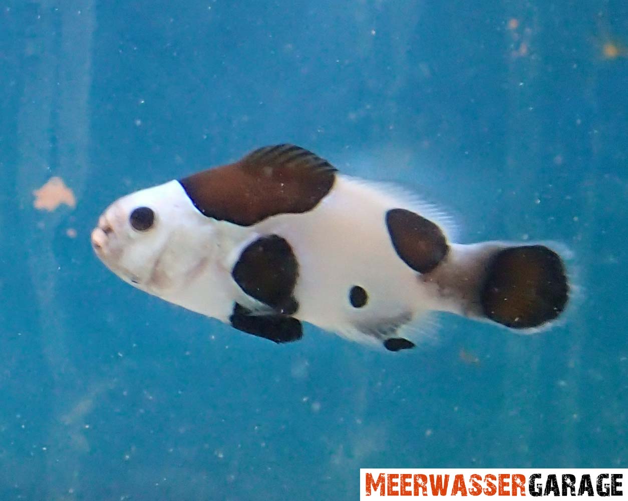 Willkommen bei unseren Anemonenfische