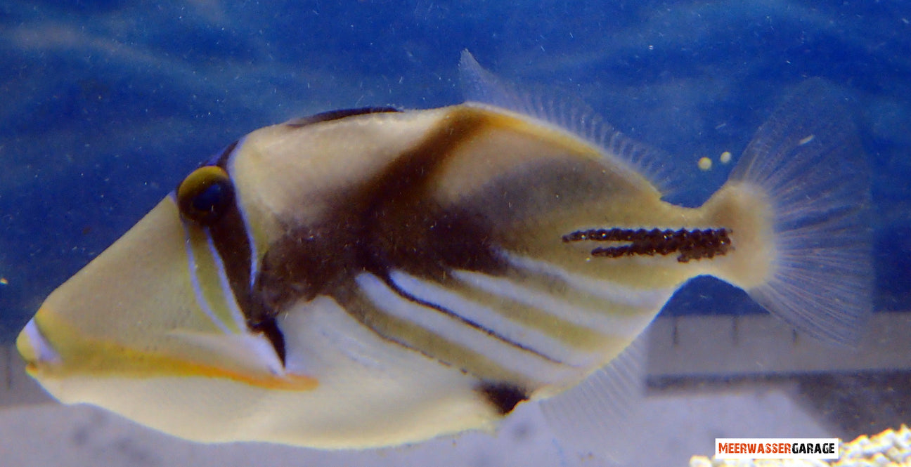 Willkommen bei unseren sonstige Meerwasserfischen