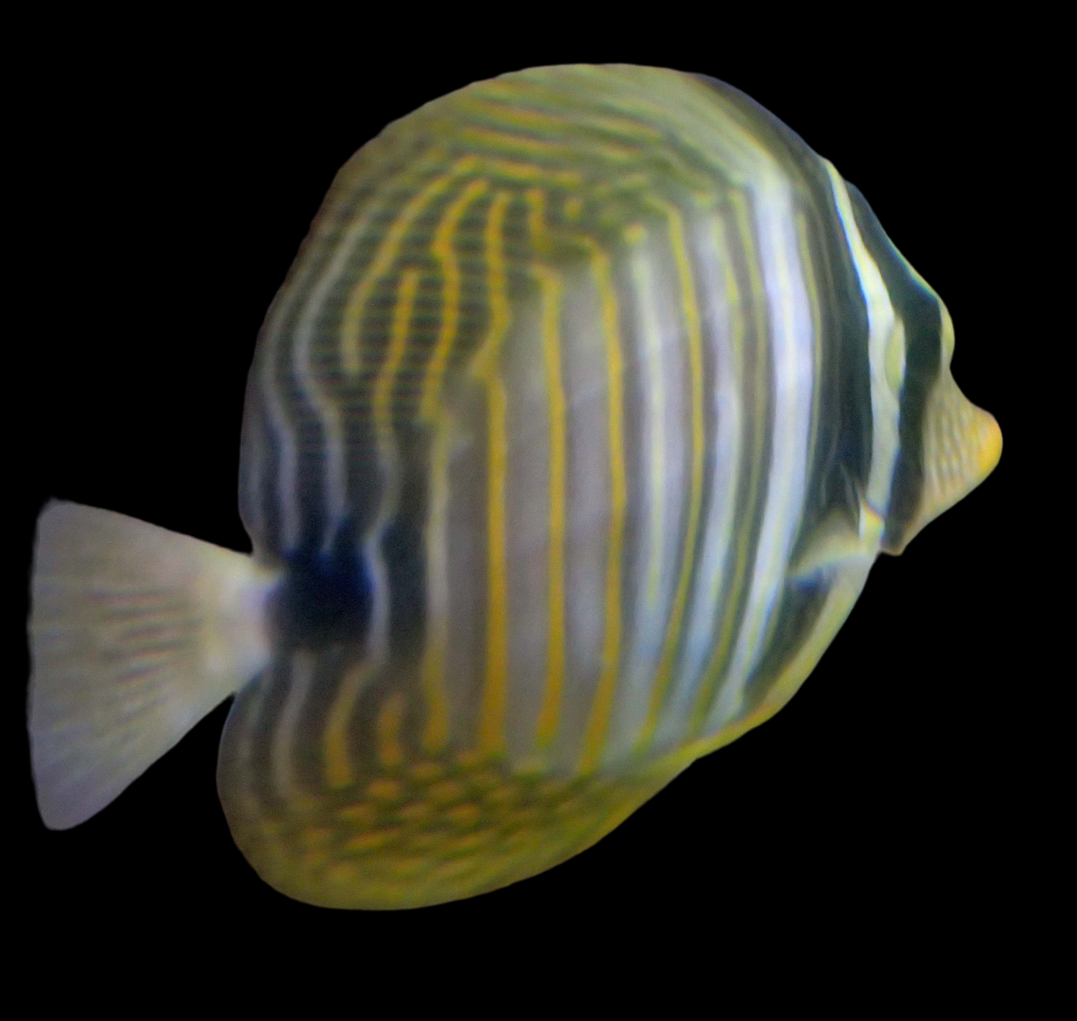 Zebrasoma desjardinii - medico indiano delle pinne a vela