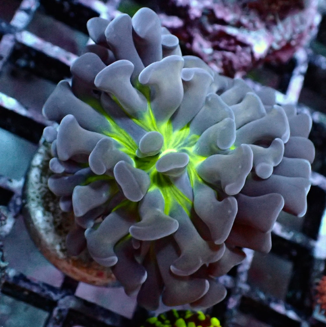 euphyllia paraancora voodoo child WYSIWYG