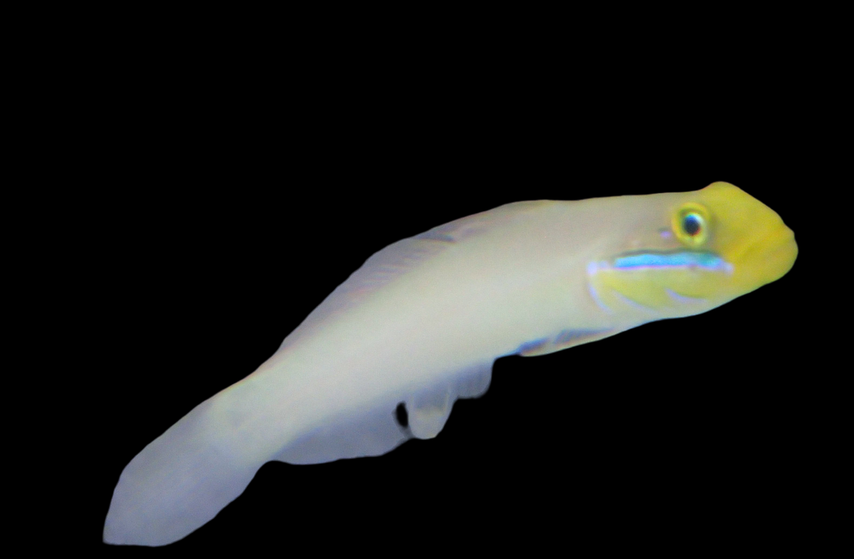 Valenciennea strigata - Goldkopfgrundel Paar