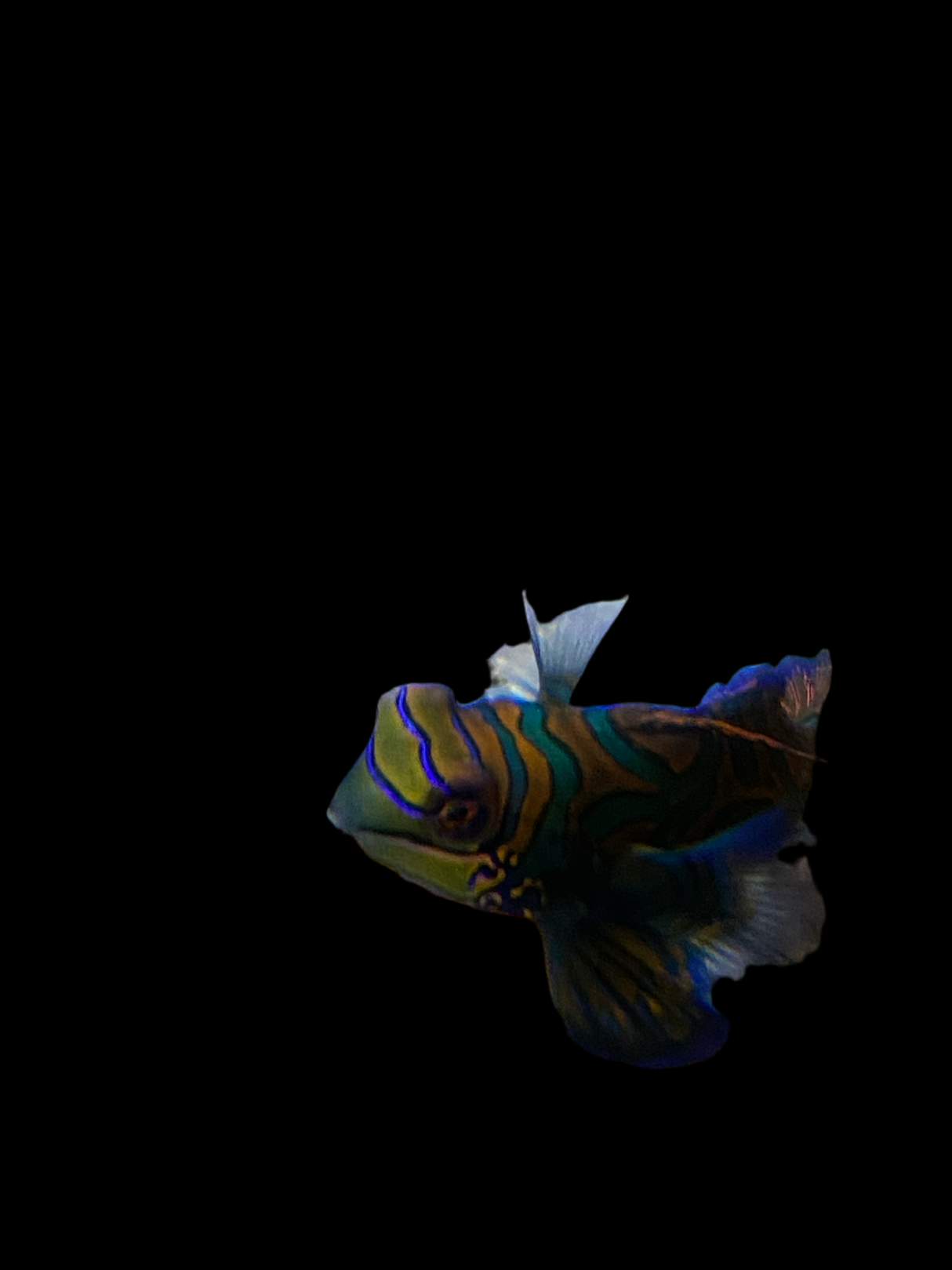 Synchiropus splendidus – Mandarinfisch Leierfisch Paar