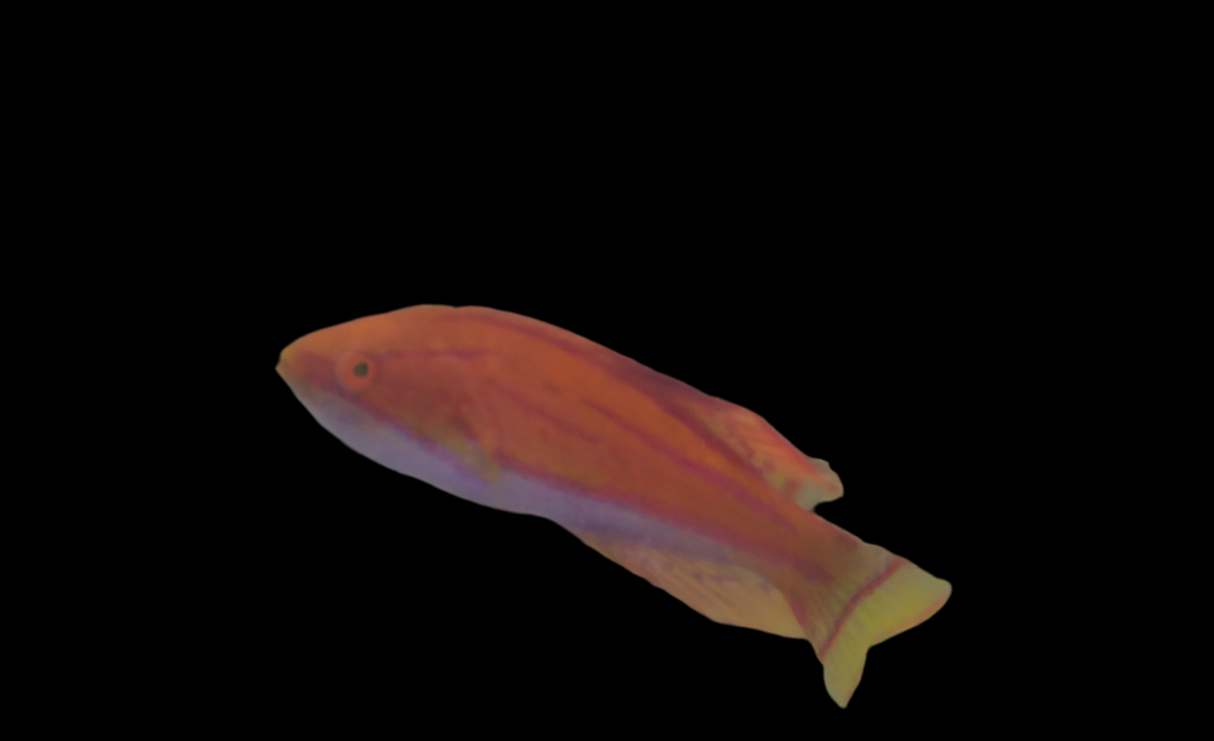 Paracheilinus filamentosus - Fahnen-Zwerglippfisch