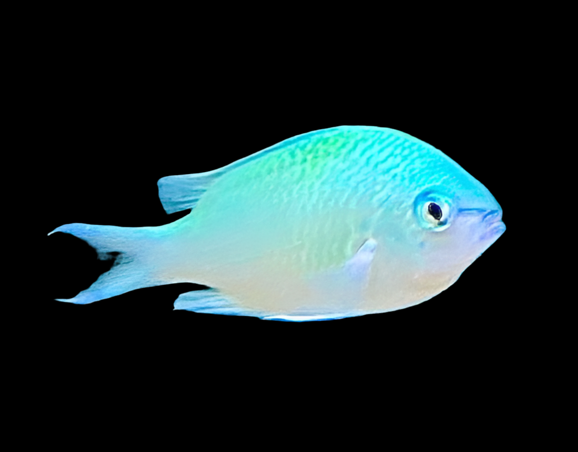 Chromis Viridis - Grünes Schwalbenschwänzchen
