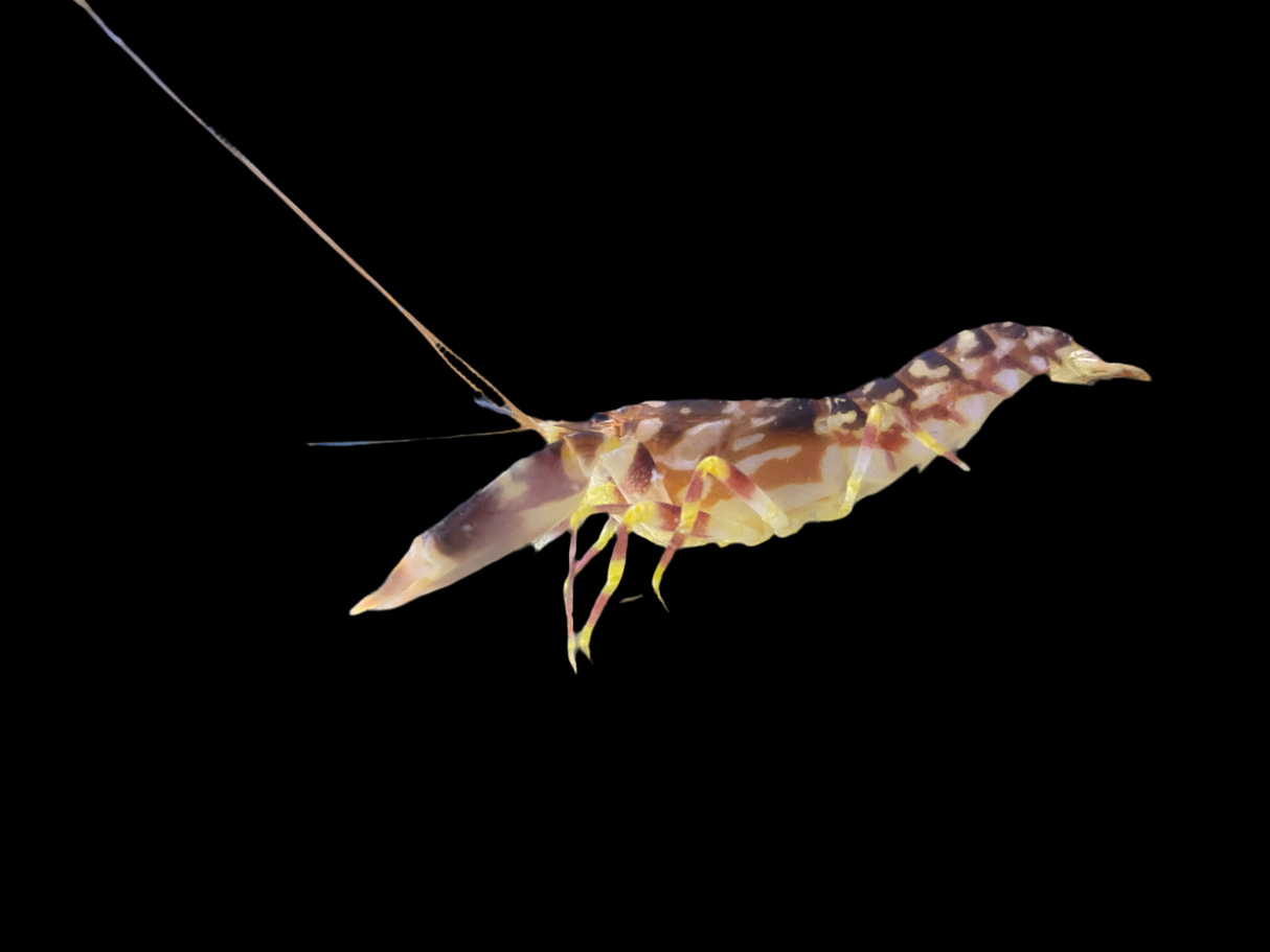 Alpheus Bellulus - Hübscher Knallkrebs