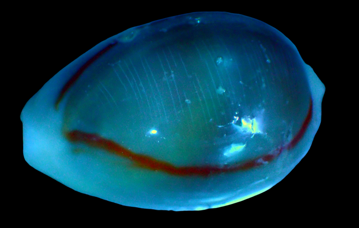 Monetaria annulus - Lumaca ciprea con anello in oro