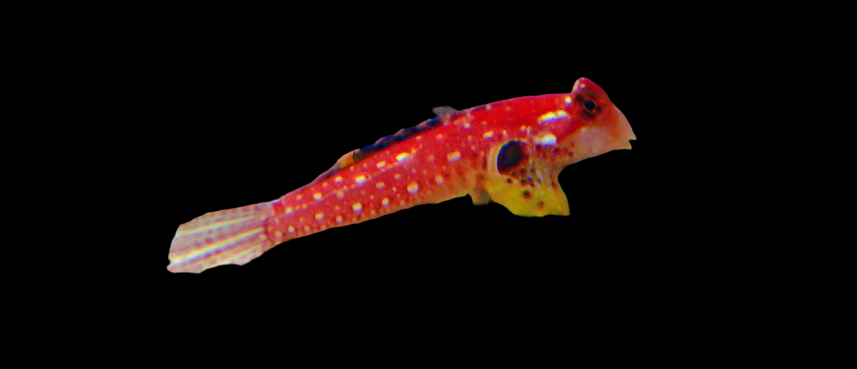 Synchiropus Sycorax