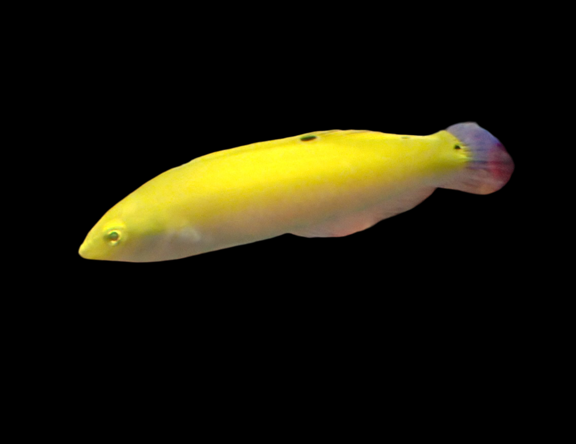 Halichoeres leucoxanthus - Indischer Kanarien Lippfisch