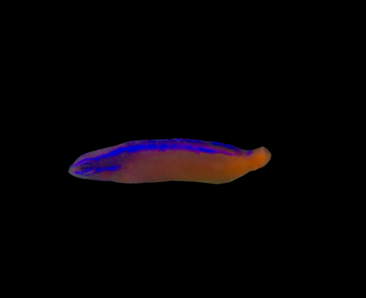 Pseudochromis aldabraensis Aldabra-Zwergbarsch DNZ