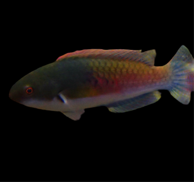 Cirrhilabrus Ryukyuensis - Gelbfleck-Zwerglippfisch Paar