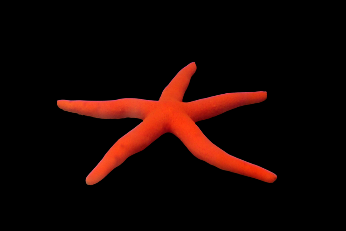 Linckia Seestern Orange