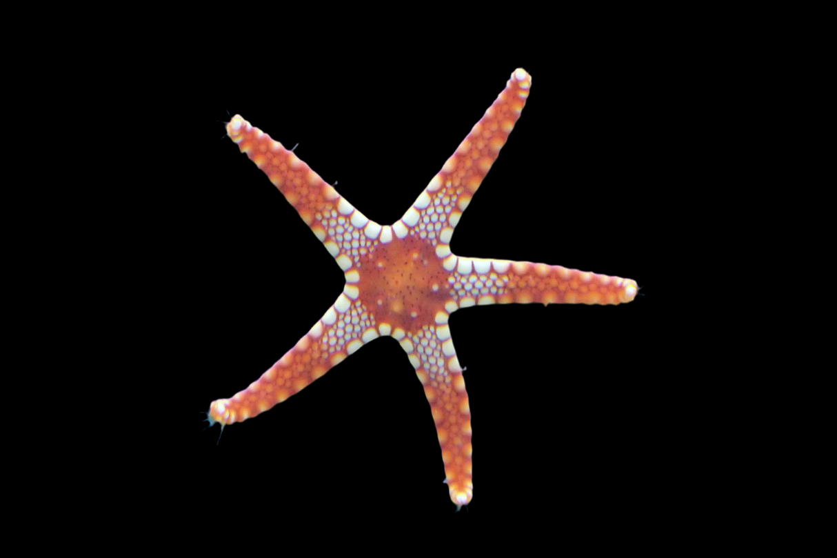 Linckia étoile de mer rouge